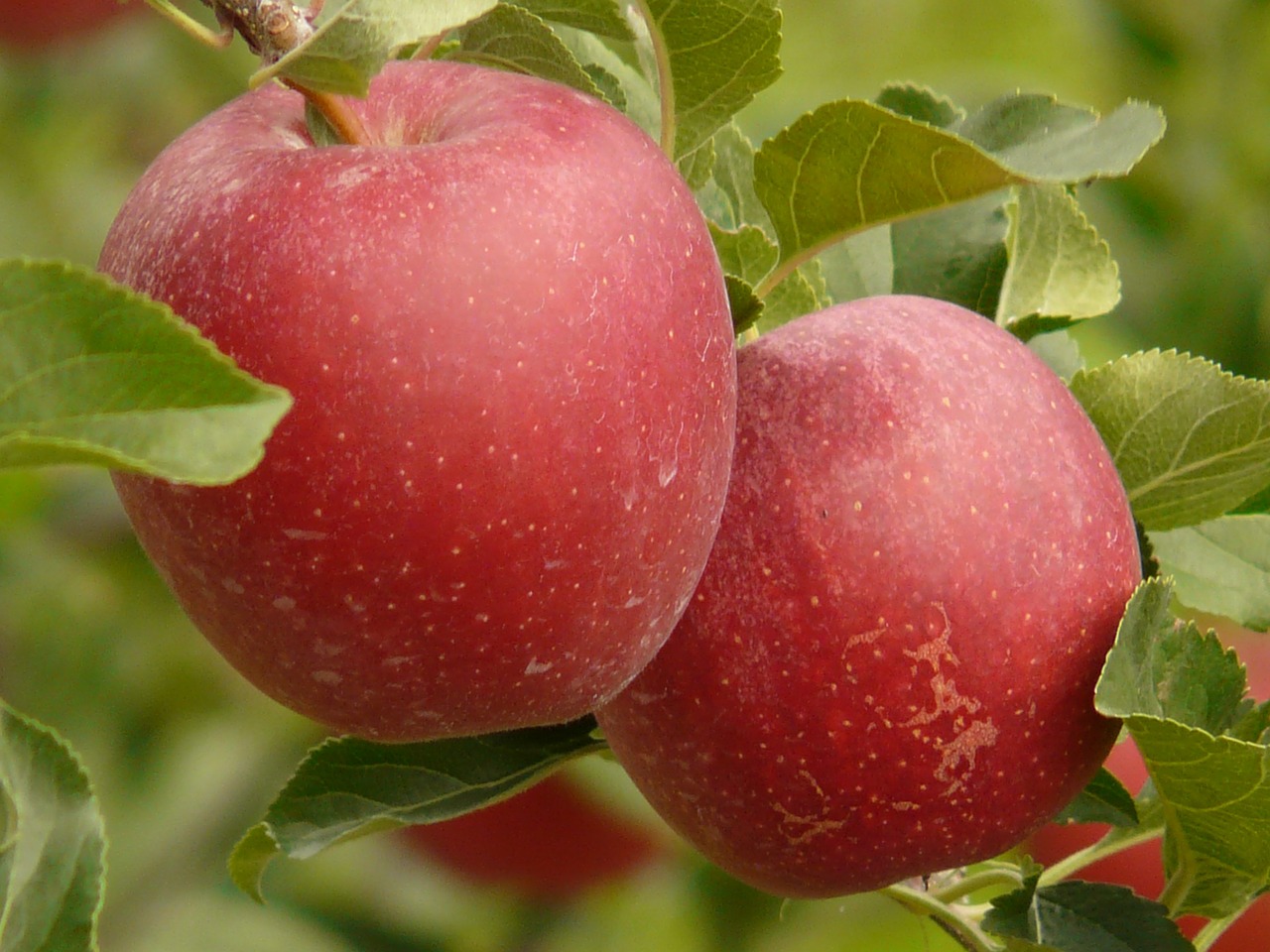 apple fruit eat free photo