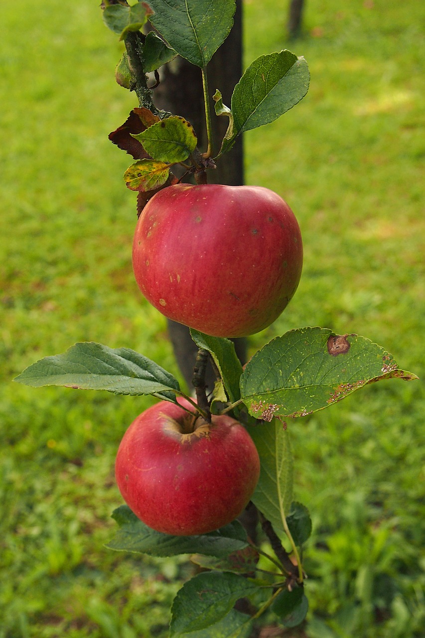 apple apple tree branch free photo