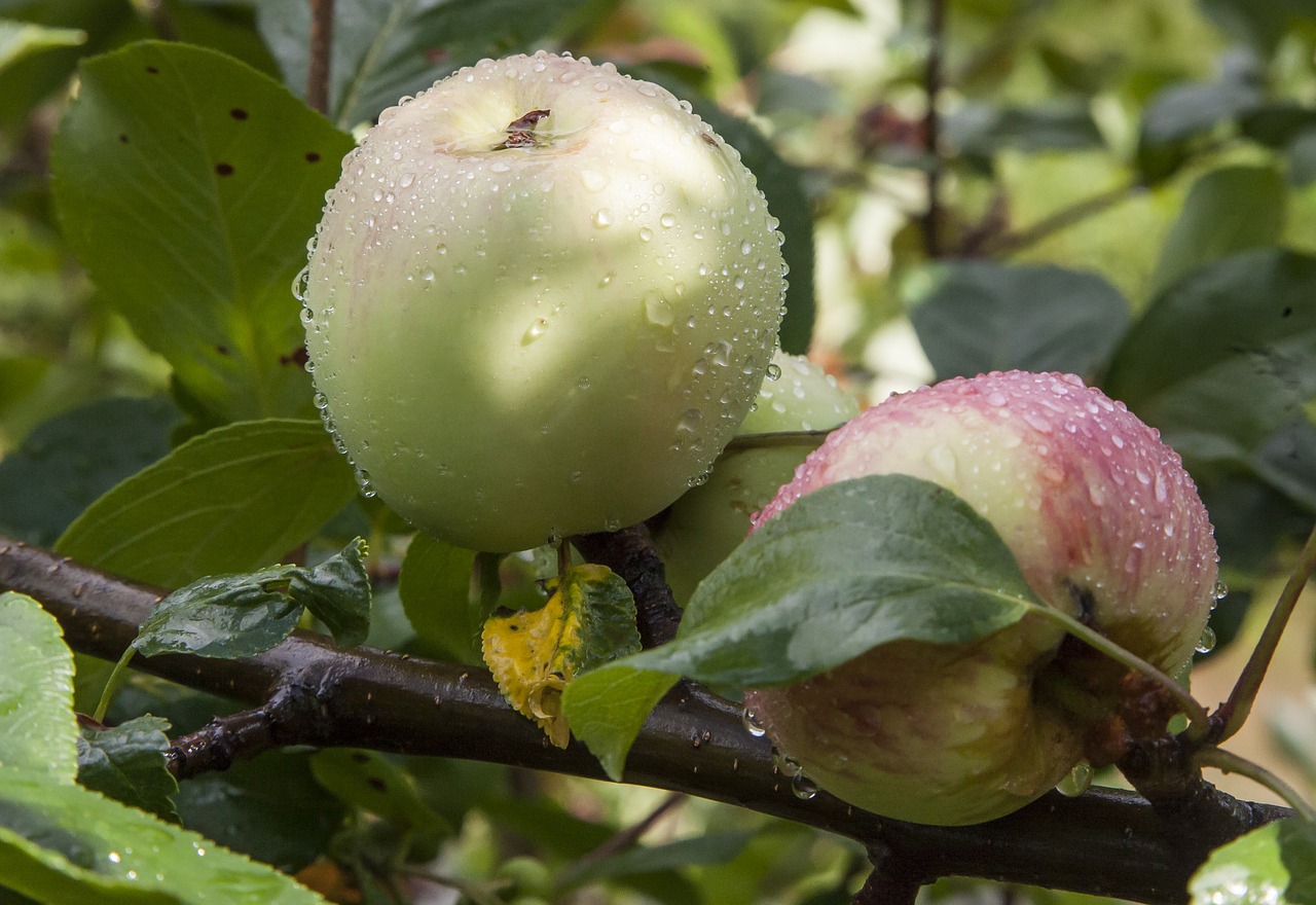 apple rain drop free photo