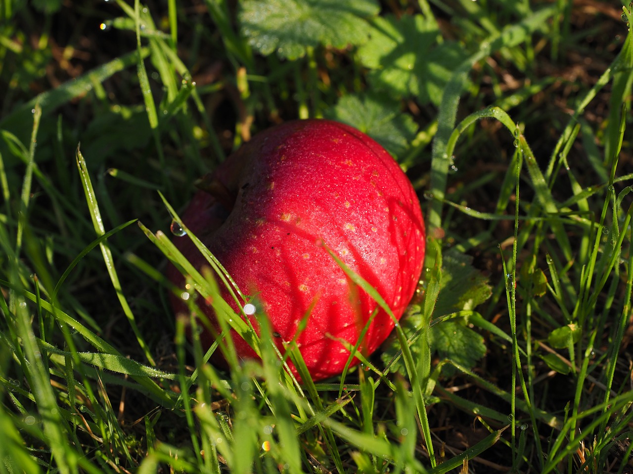 apple red fruit free photo