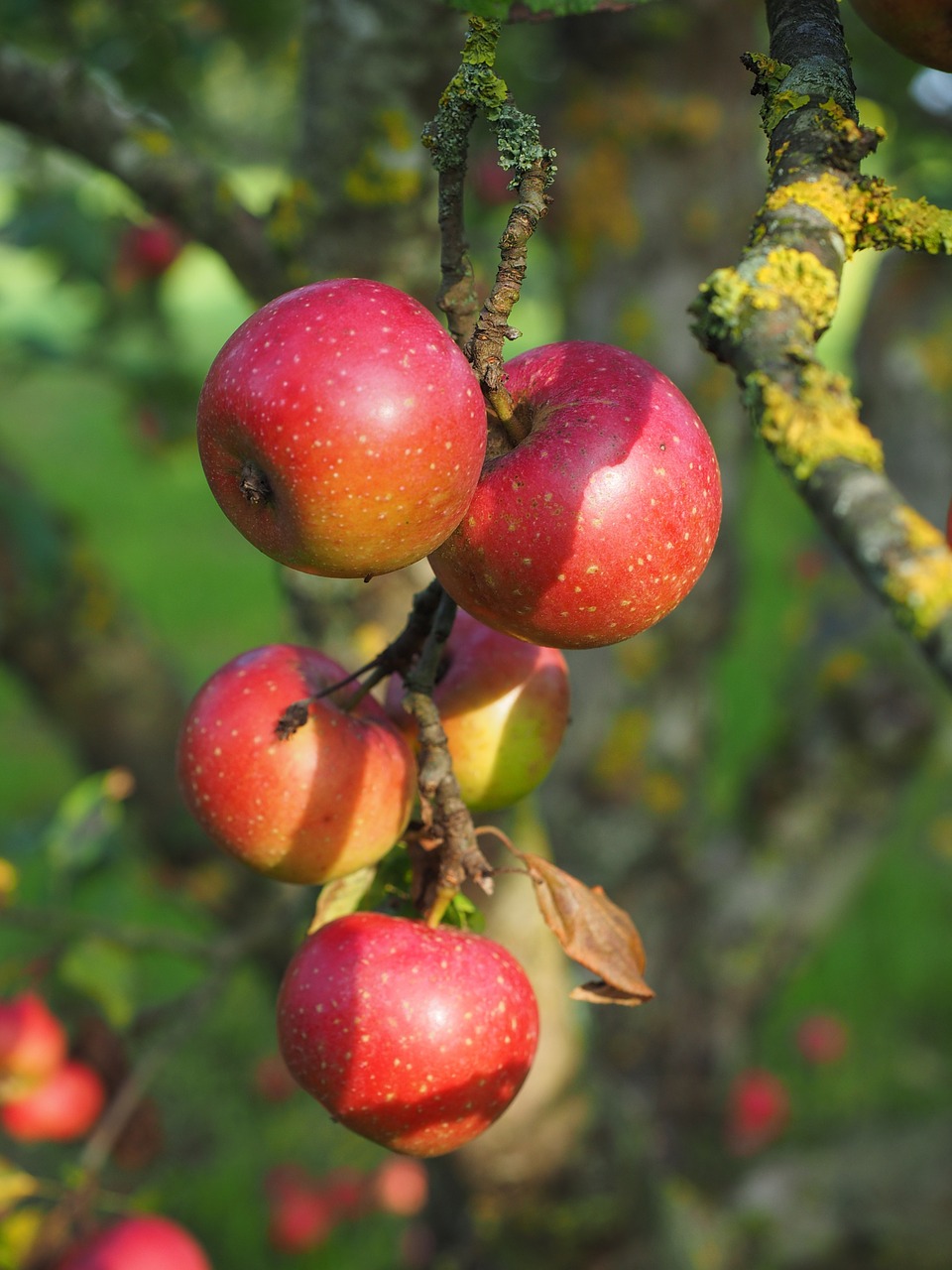 apple red boskoop boskoop free photo