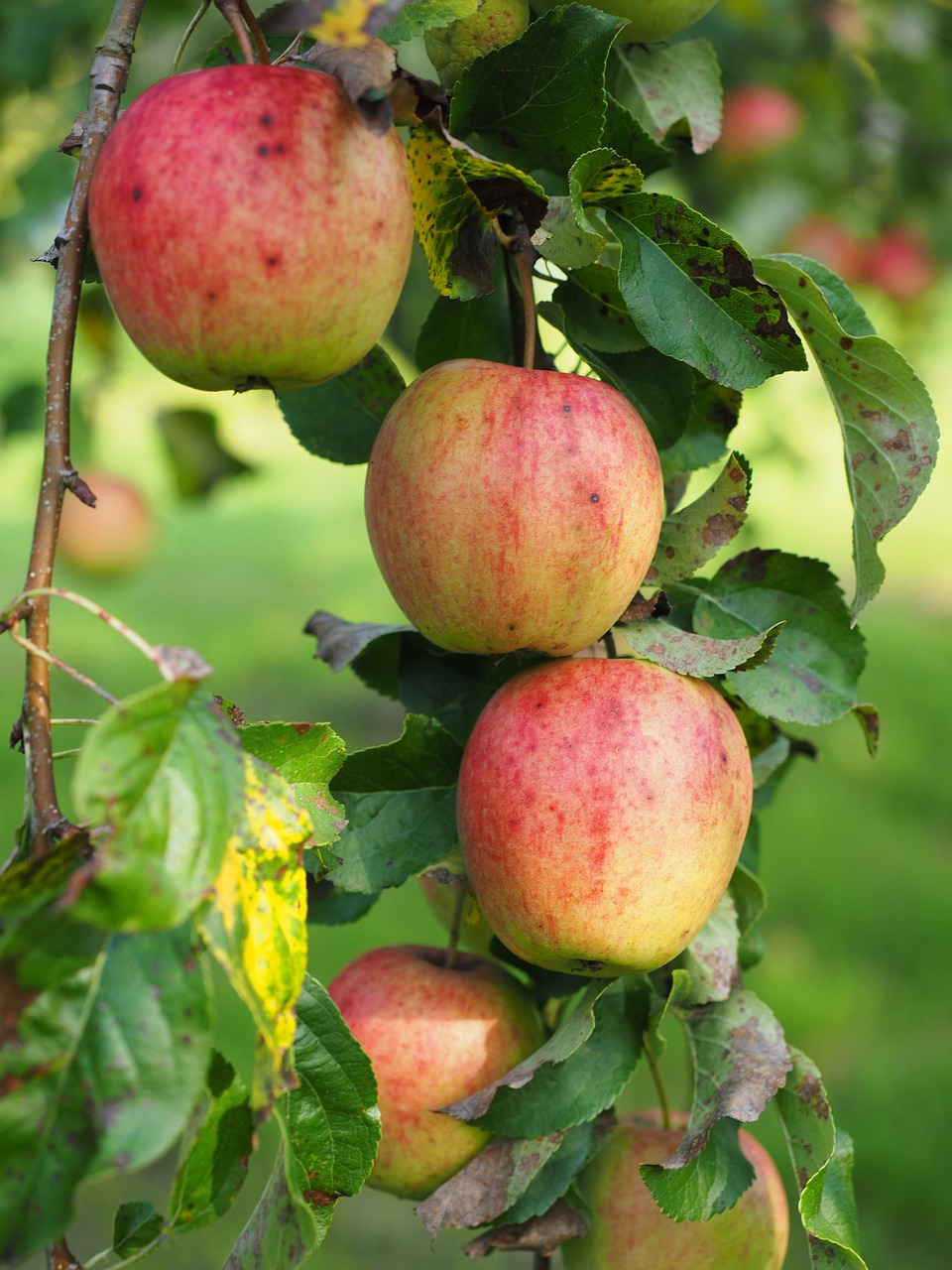 apple apple tree fruit free photo