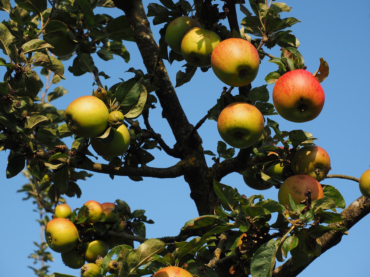 apple apple tree fruit free photo