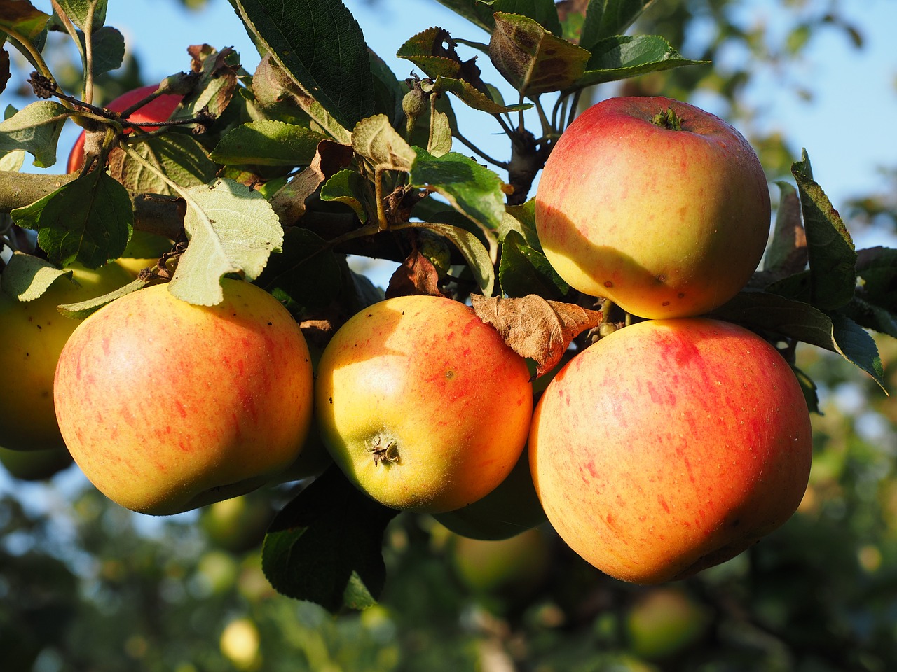 apple apple tree fruit free photo