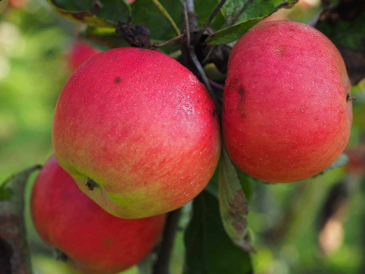 apple apple tree ripe free photo