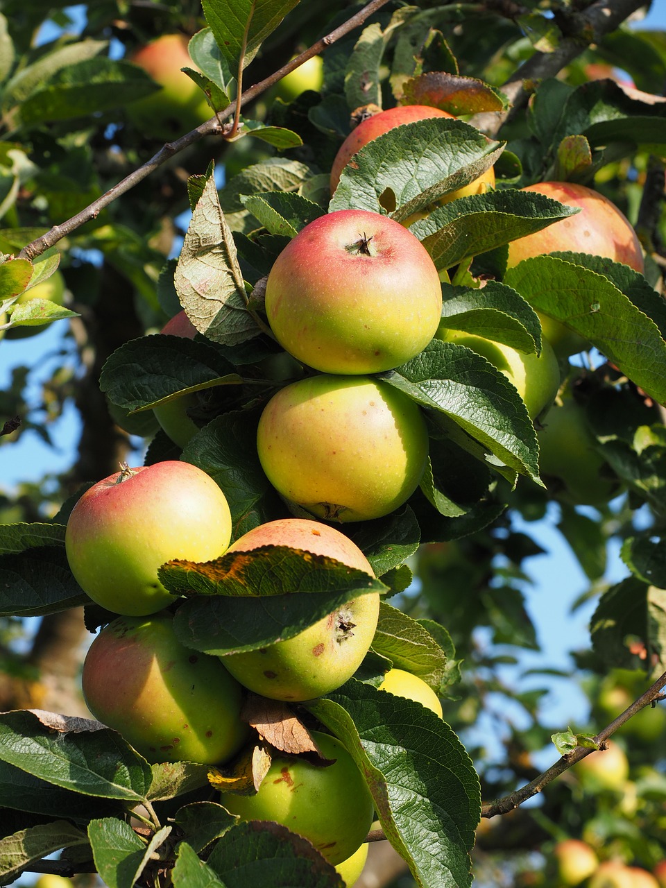 apple apple tree fruit free photo