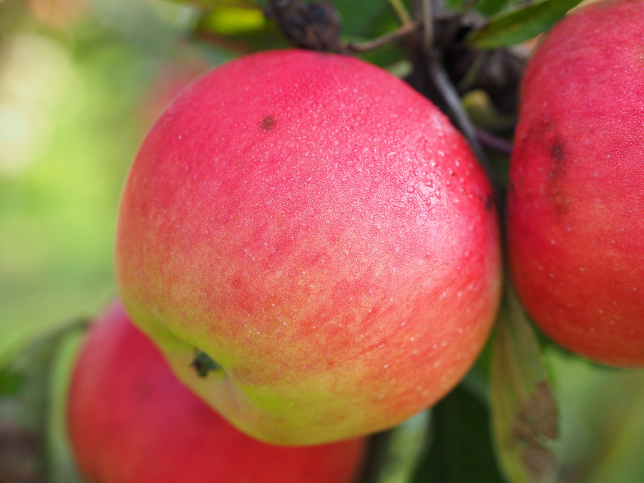 apple apple tree fruit free photo