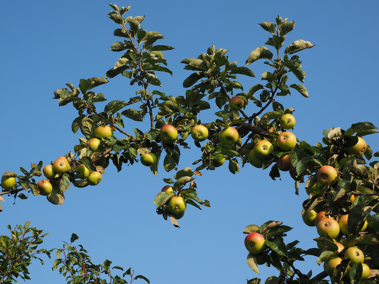 apple apple tree fruit free photo