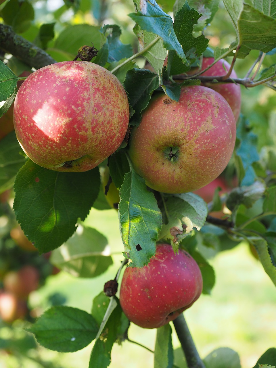 apple apple tree fruit free photo