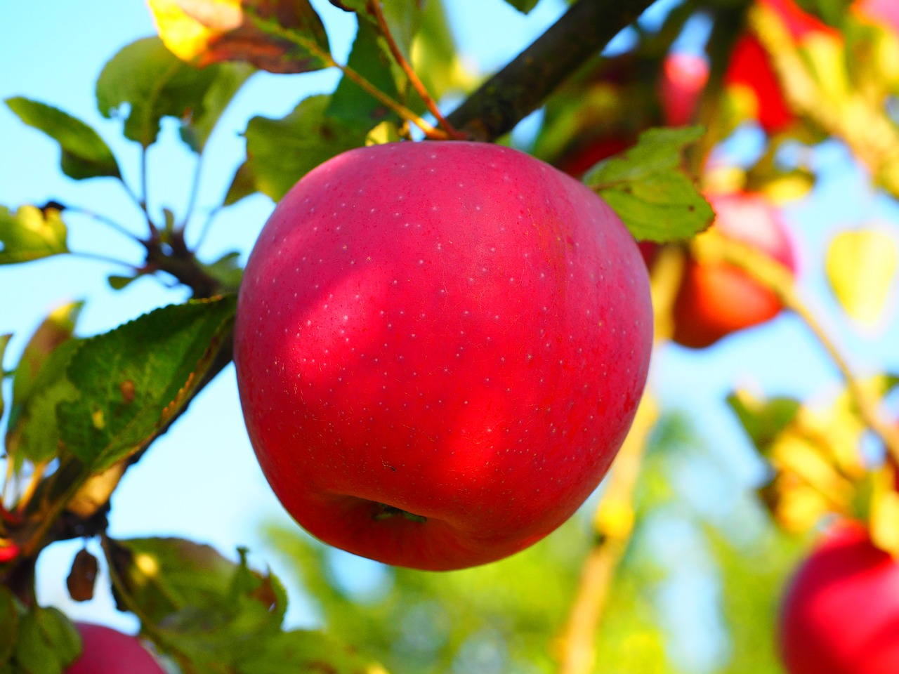 apple apple tree fruit free photo