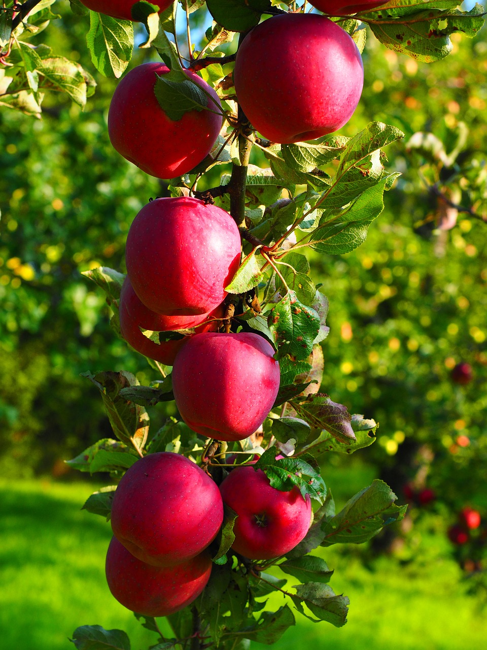 apple apple tree fruit free photo