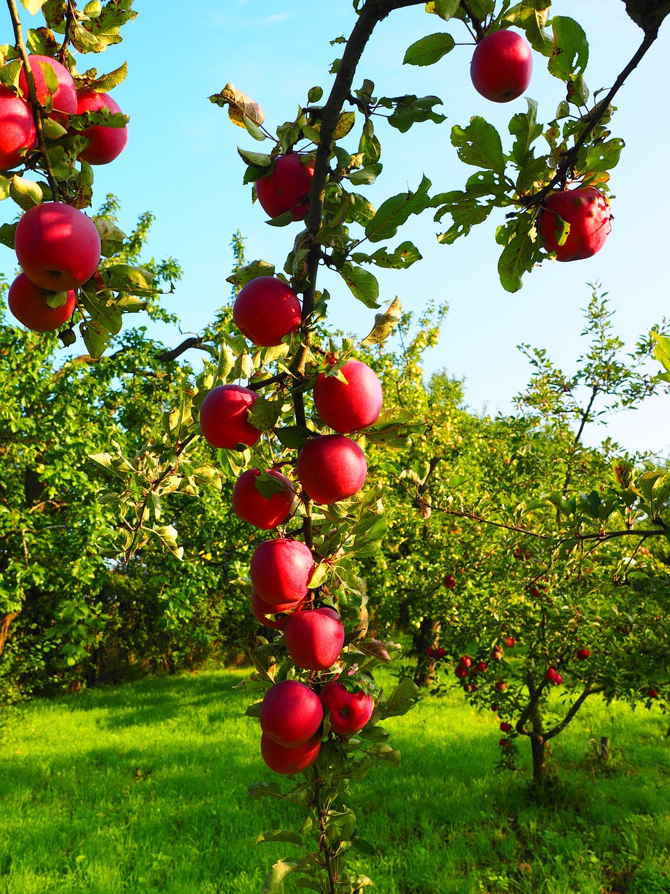 apple apple tree fruit free photo