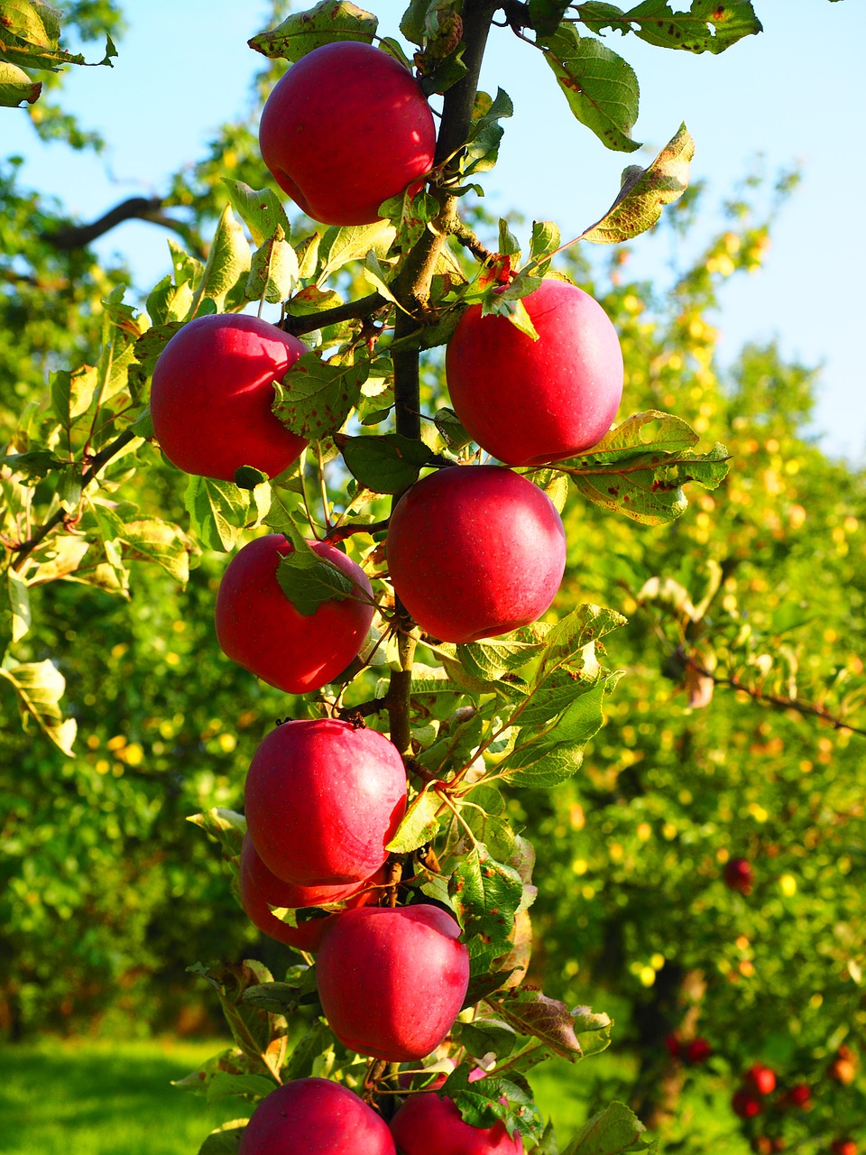 apple apple tree fruit free photo