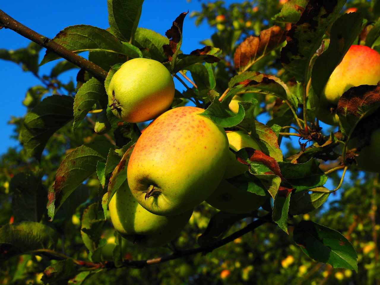 apple apple tree fruit free photo