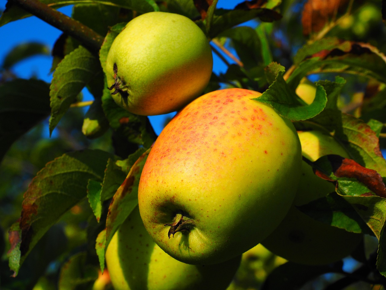 apple apple tree fruit free photo