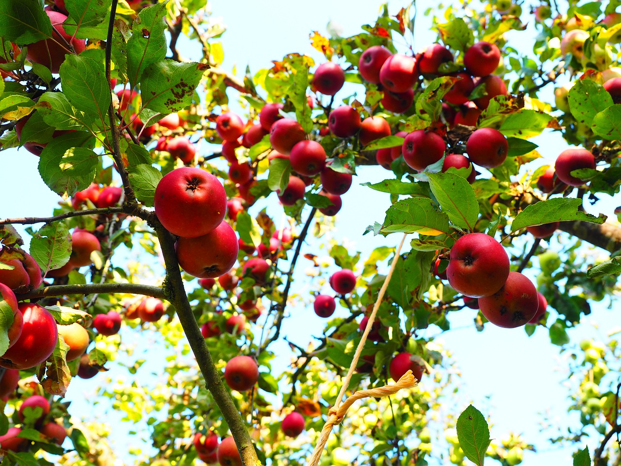 apple apple tree fruit free photo