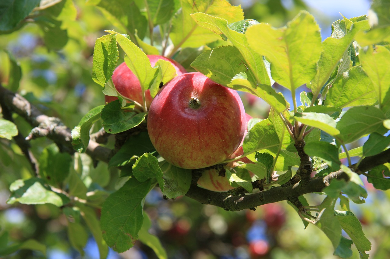 apple leaf tree free photo