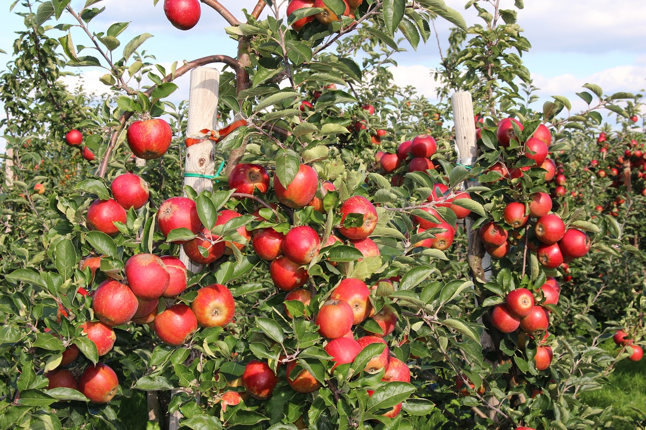 apple harvest fruits free photo