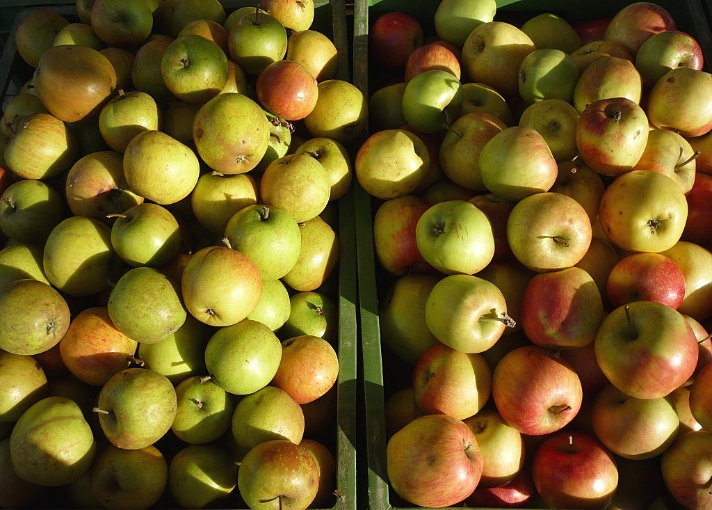 apple fruit vitamins free photo