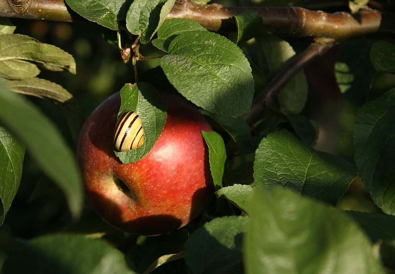 apple fruit food free photo
