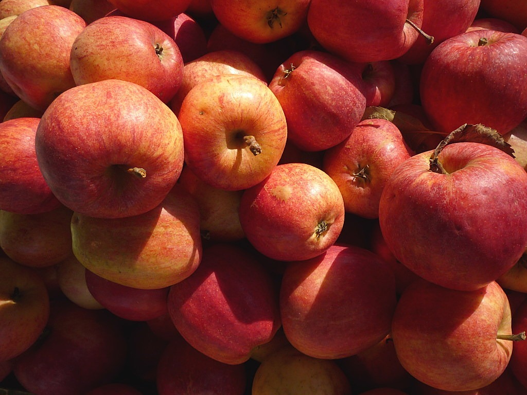 apple fruit red free photo