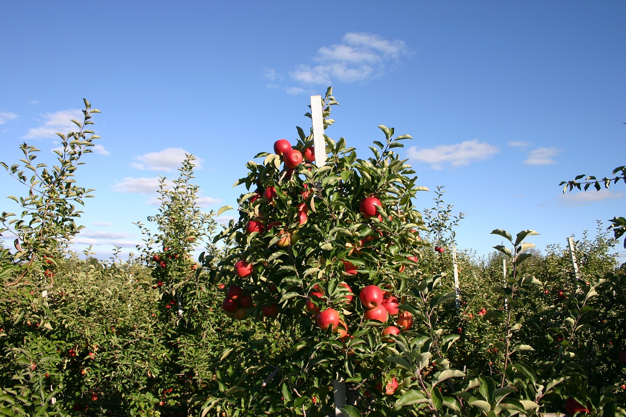 apple orchard apple tree free photo