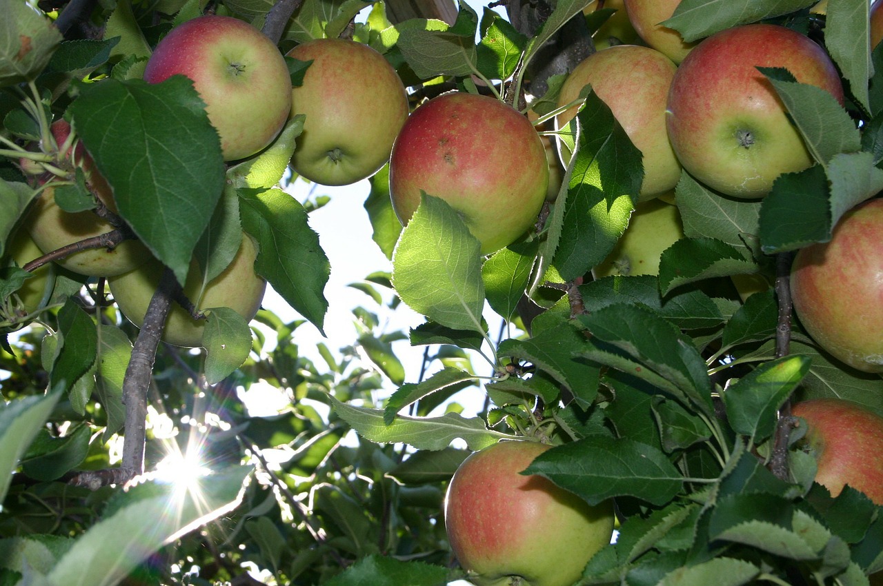 apple picking orchard free photo