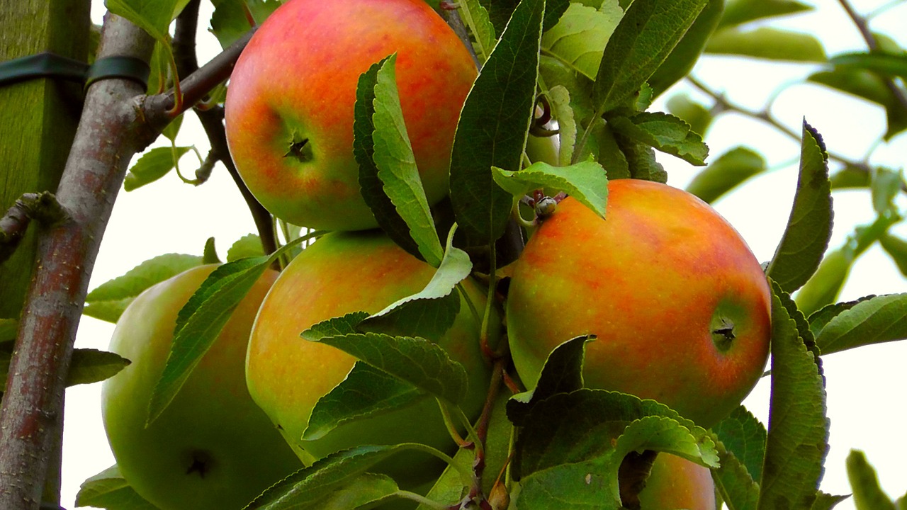 apple vitamins fruits free photo