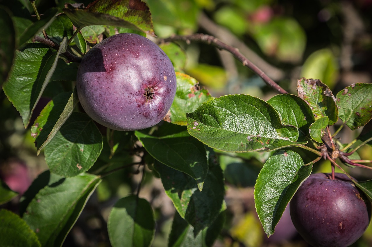 apple fruit autumn free photo