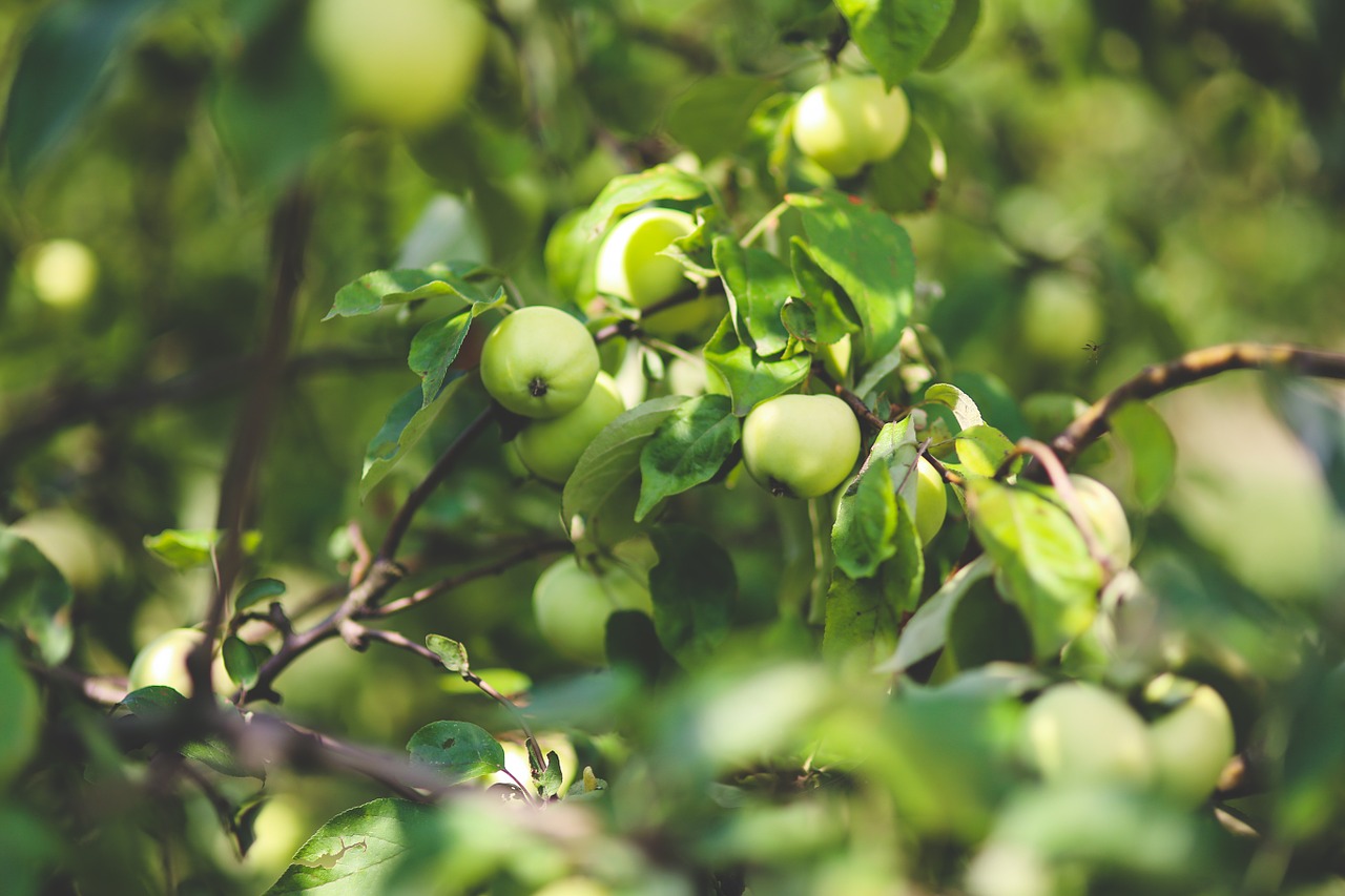 apple green nature free photo