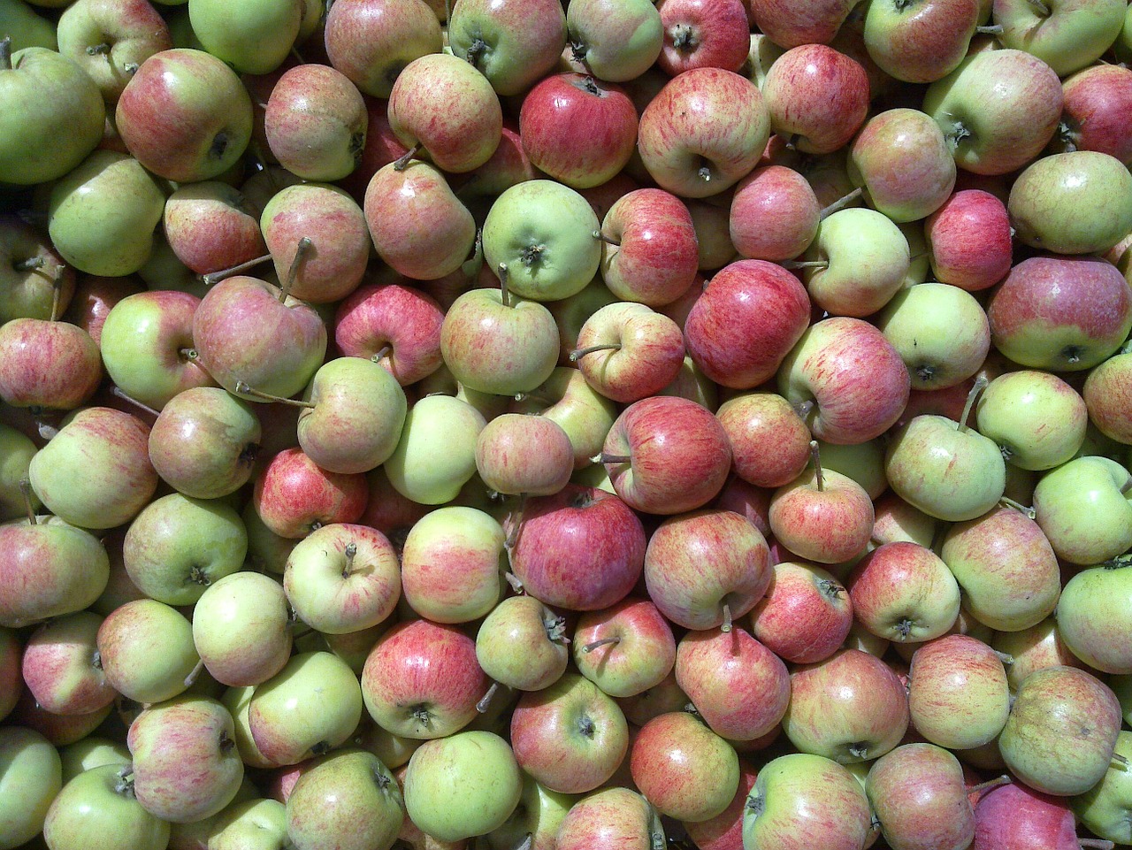 apple apple harvest red apple free photo