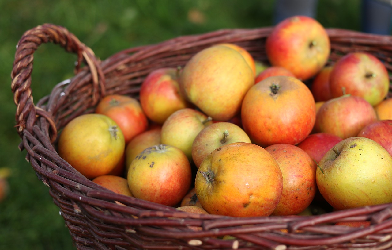 apple apfelernte basket free photo