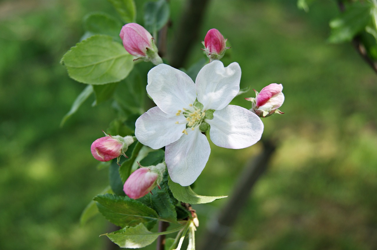 apple nature foliage free photo