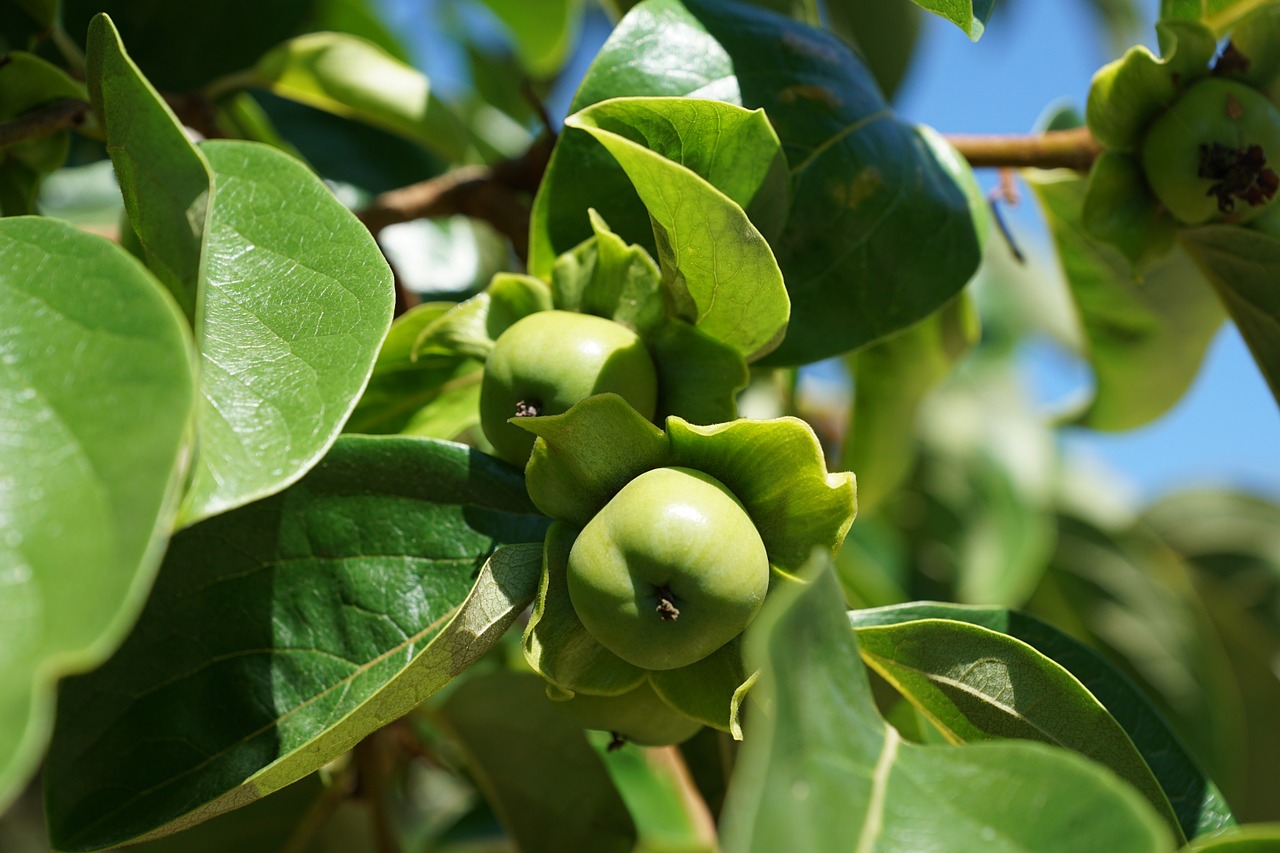 apple tree green free photo