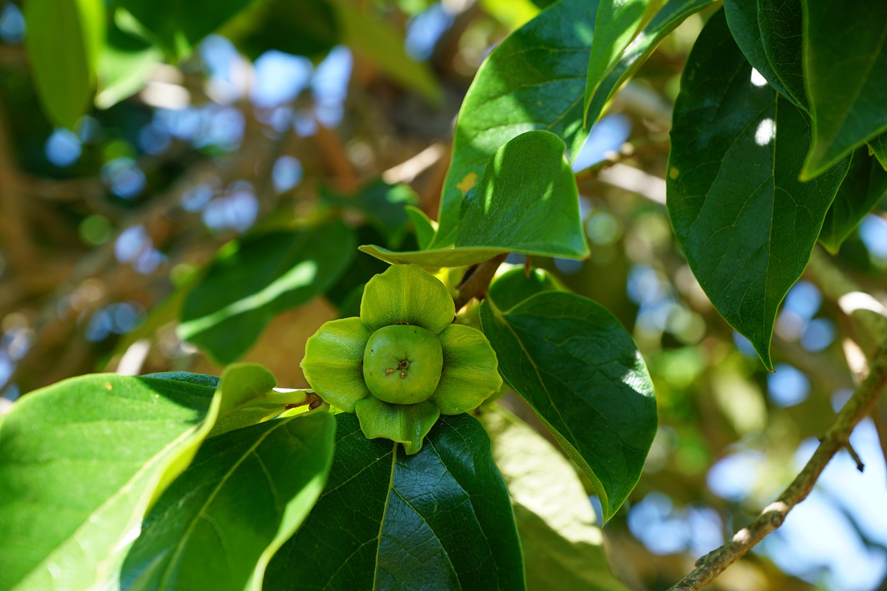 apple tree green free photo