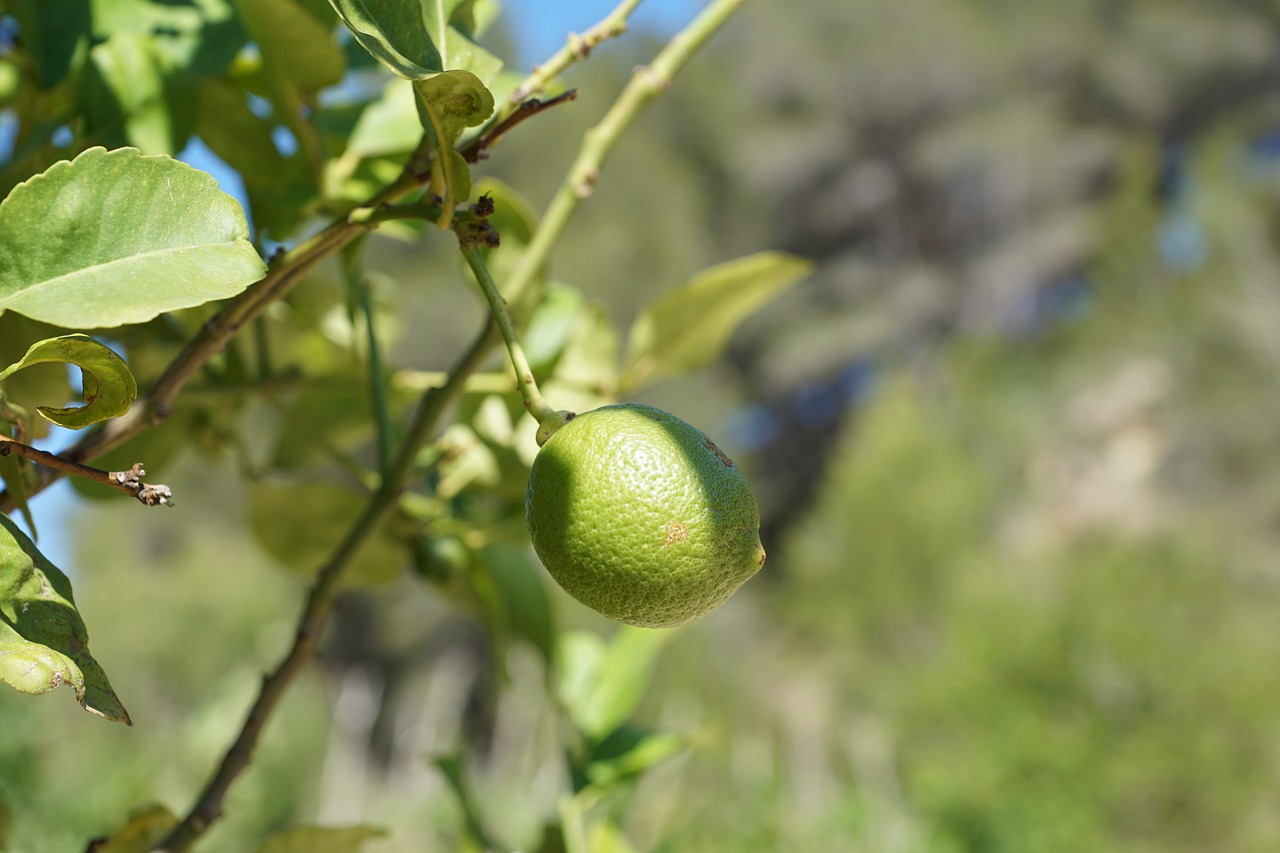 apple tree green free photo