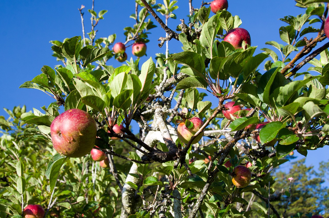 apple tree plant free photo