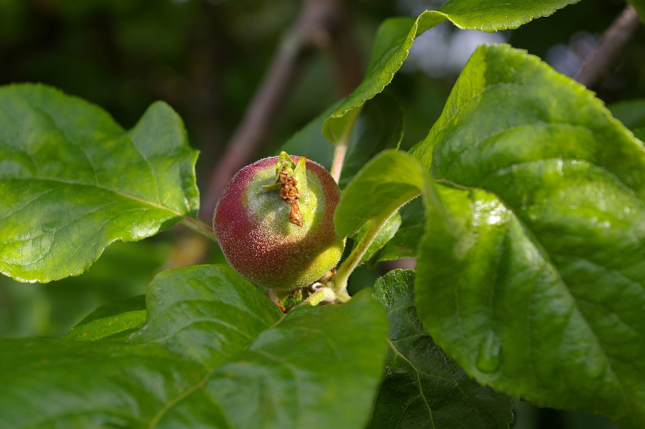 apple apple tree immature free photo