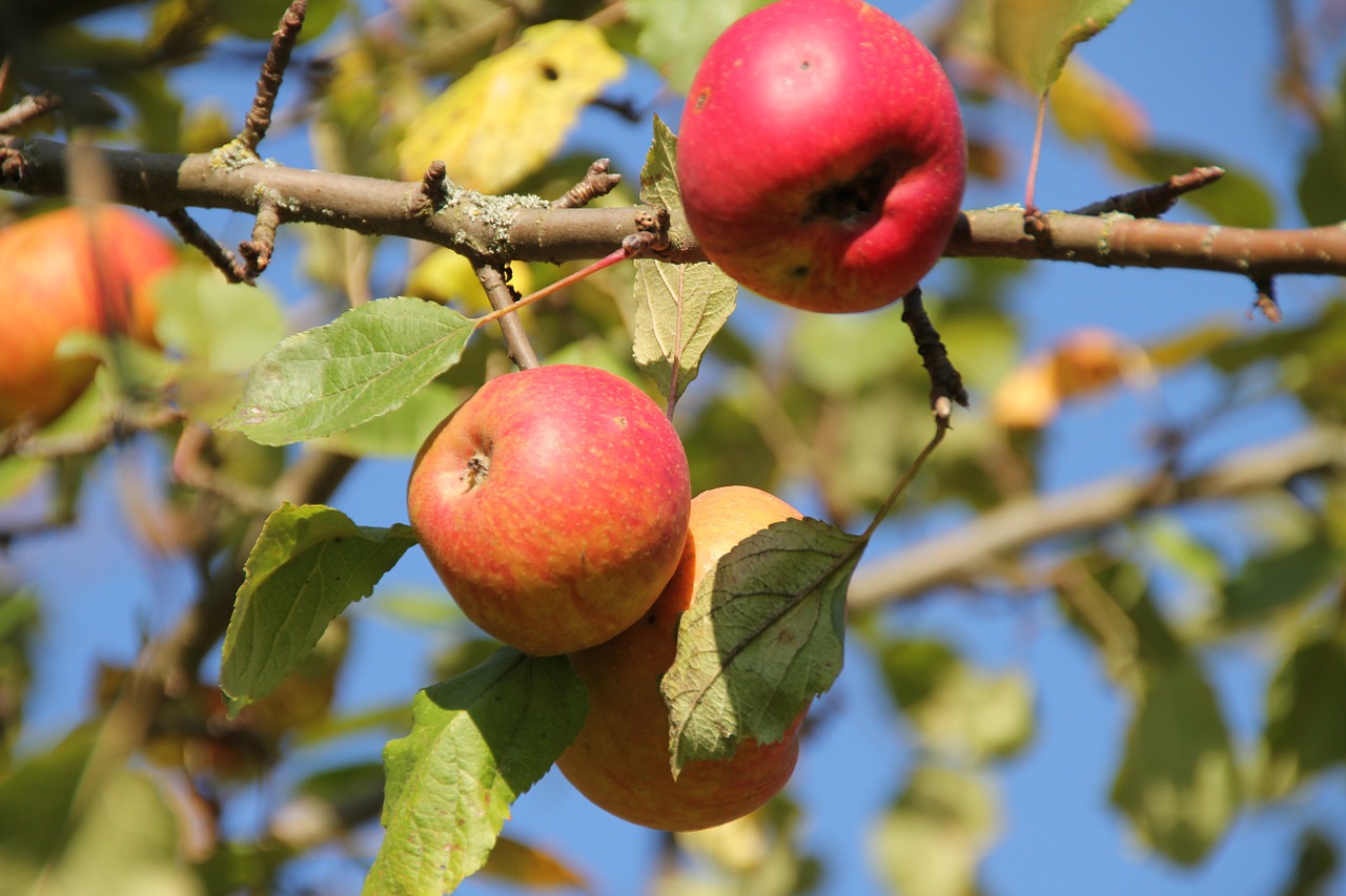 apple fruit fruit tree free photo