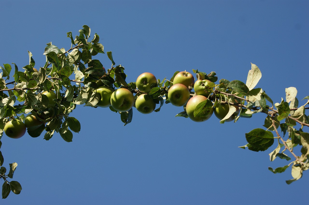 apple tree apple tree free photo