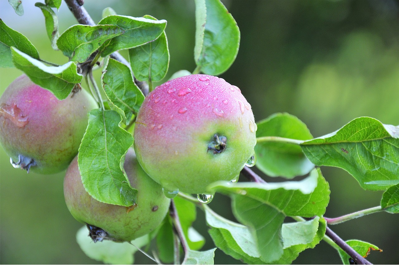 apple leaves fruit free photo