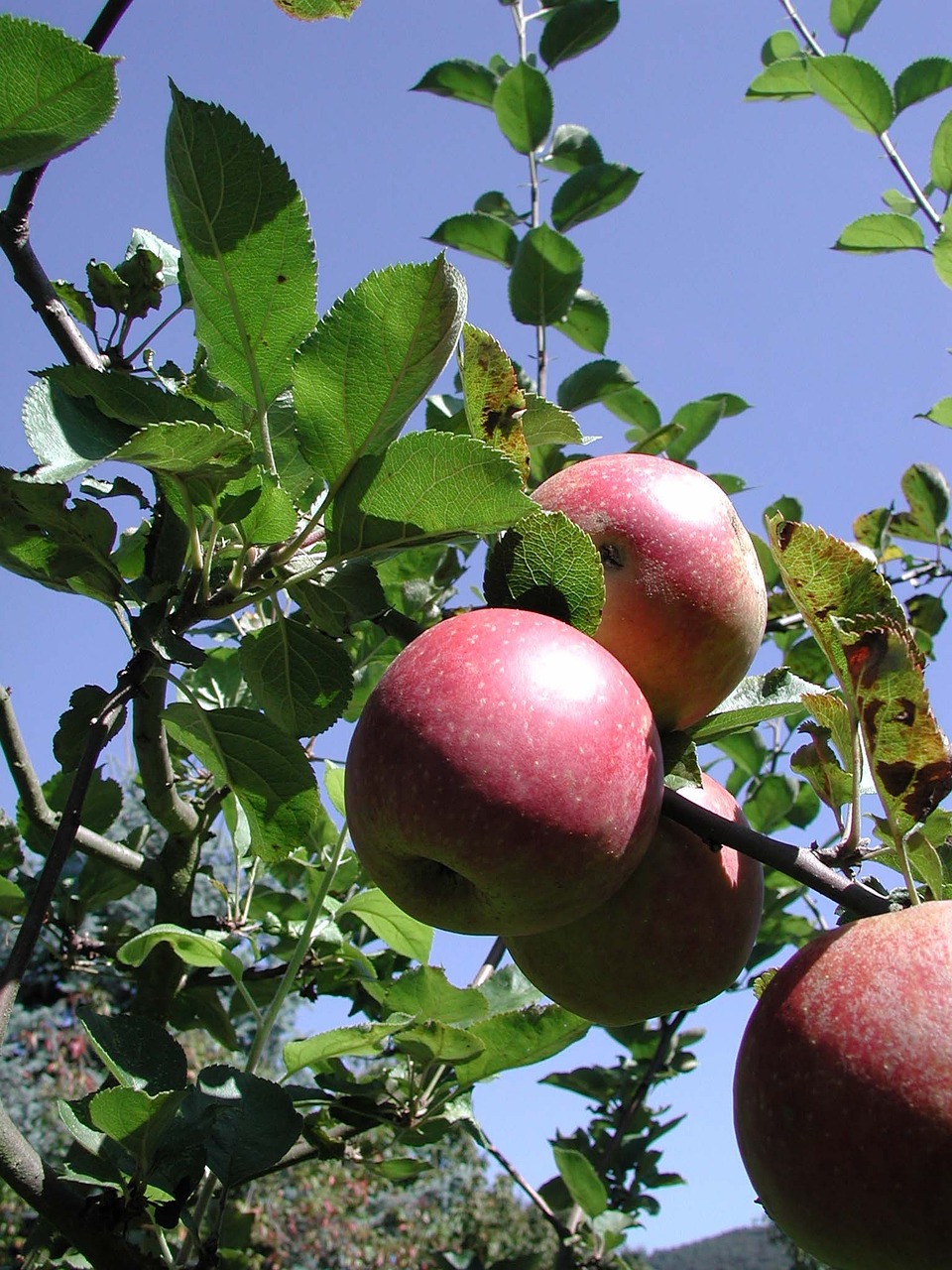 apple fruit tree free photo