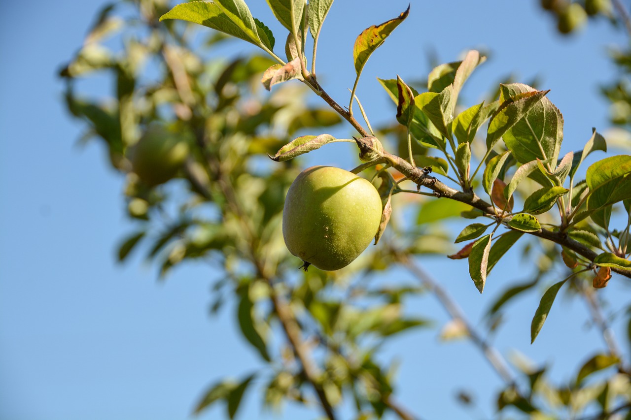 apple summer fruit free photo