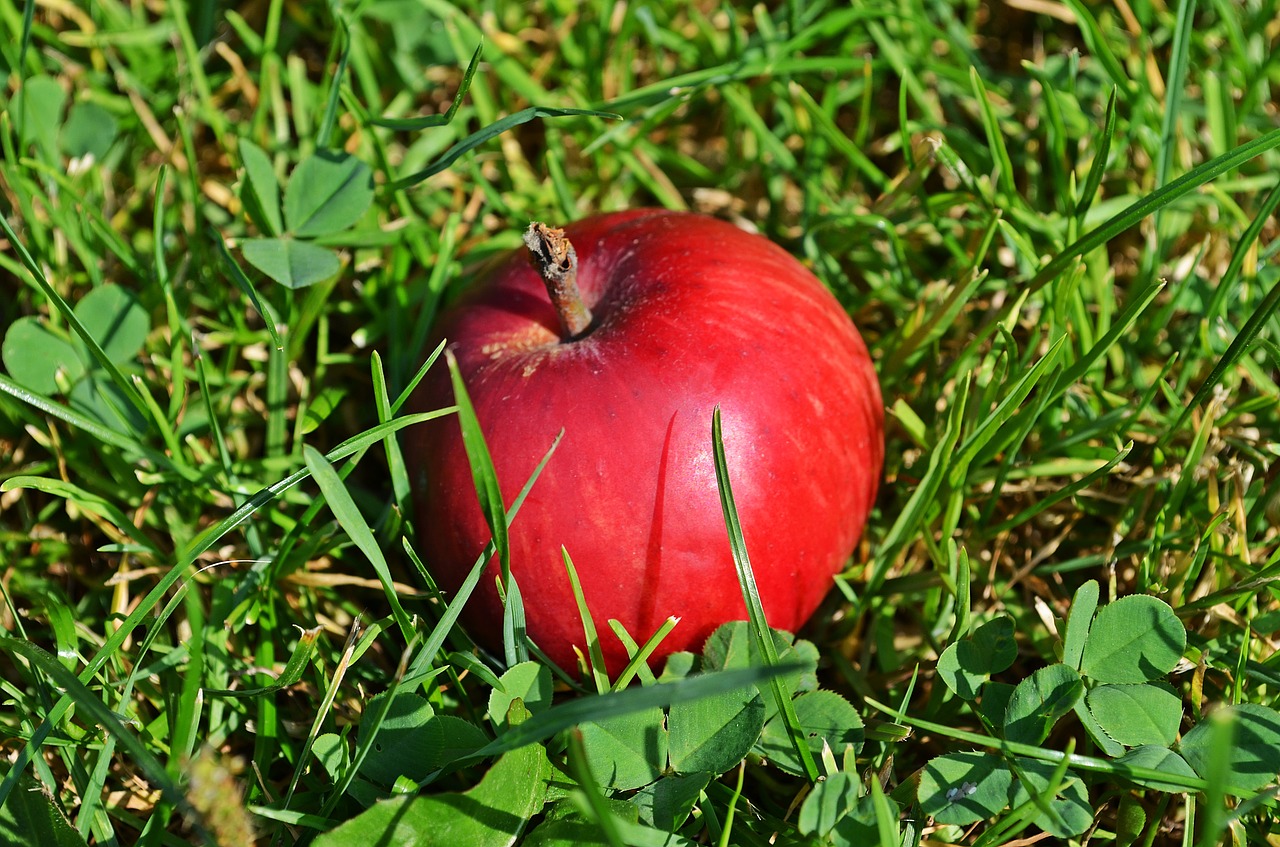apple fruit sad free photo