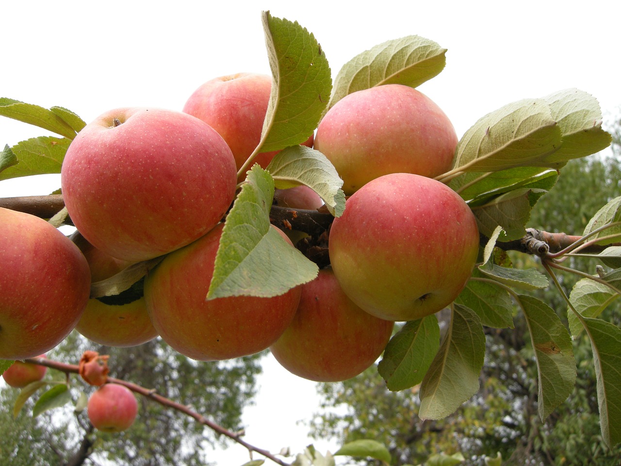 apple pretty beautiful free photo