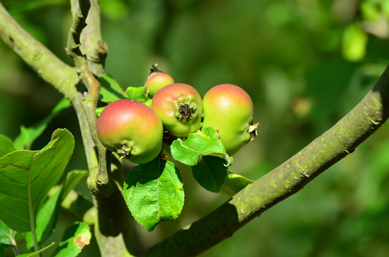 apple apple tree fruits free photo