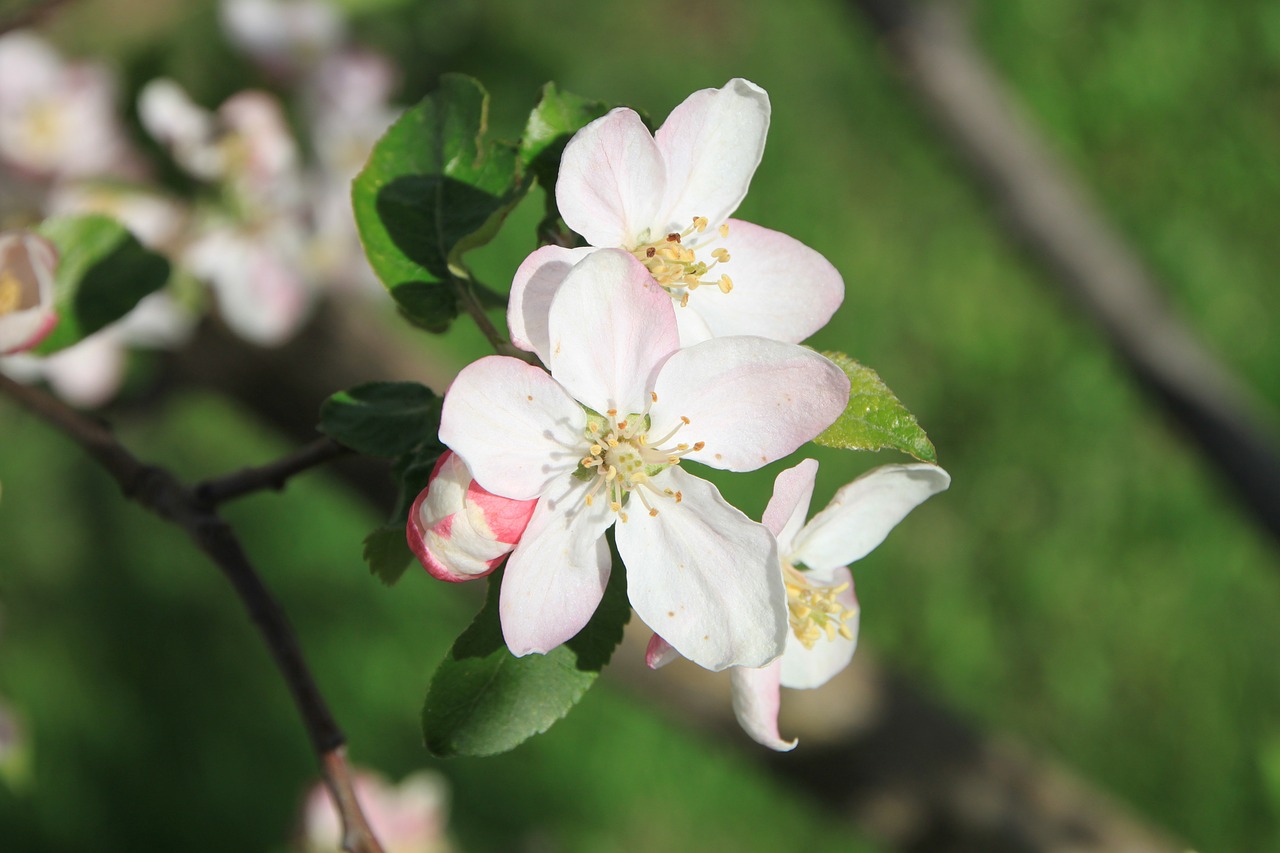 apple april blossom free photo