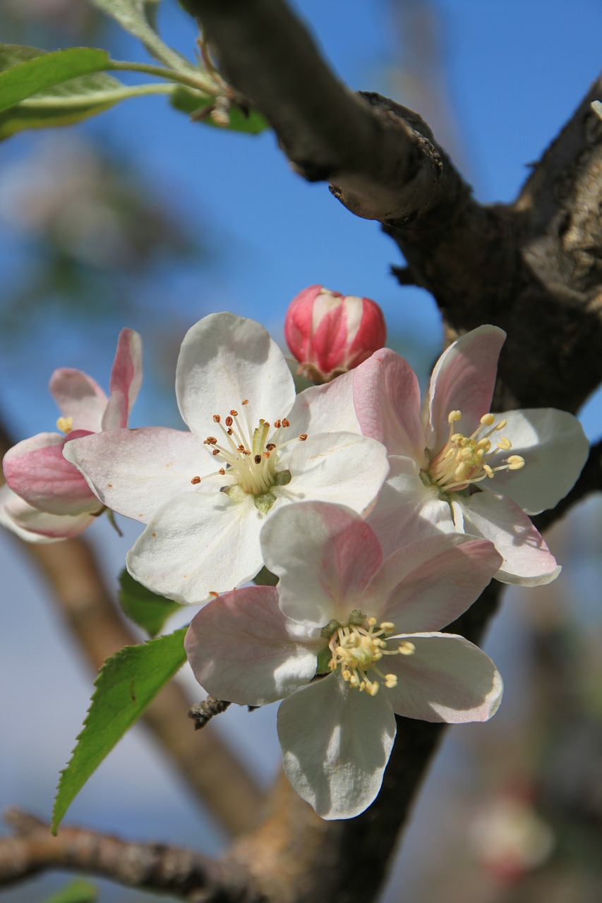 apple april blossom free photo