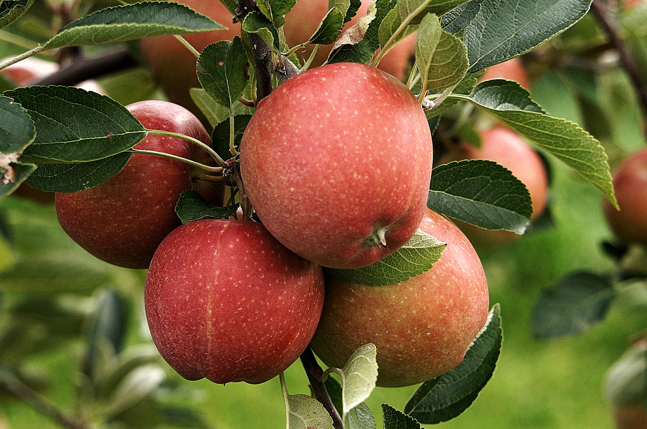 apple harvest autumn free photo