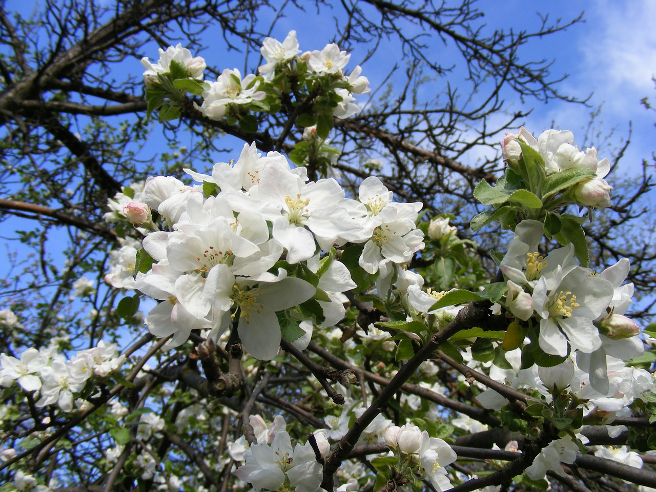 apple blooms blossom free photo